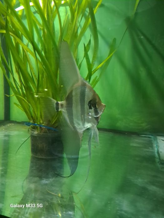 Skalary Altumy Orinoco