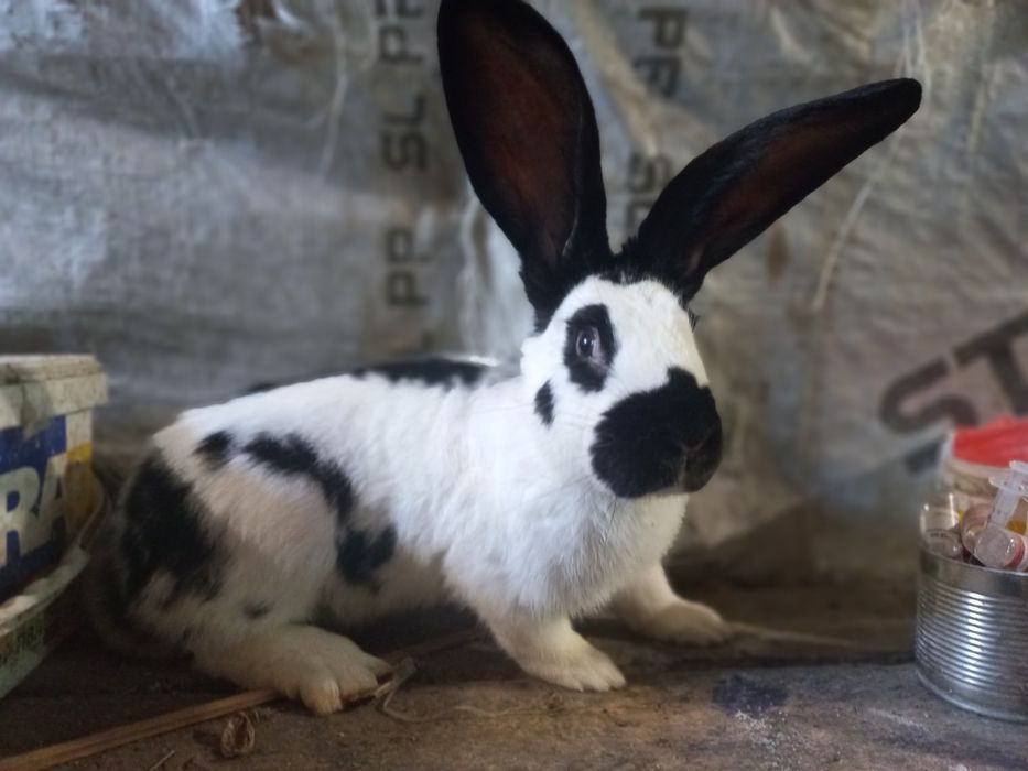 Самець німецький строкач