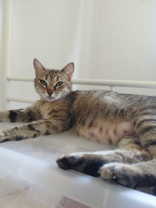 Gatinha para adoção responsável