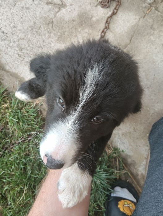 Pieski do adopcji (Została tylko suczka)