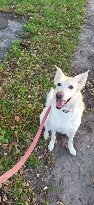 Вигул собак Дресирування Зооняня Кінолог Оболонь Мінська Київ