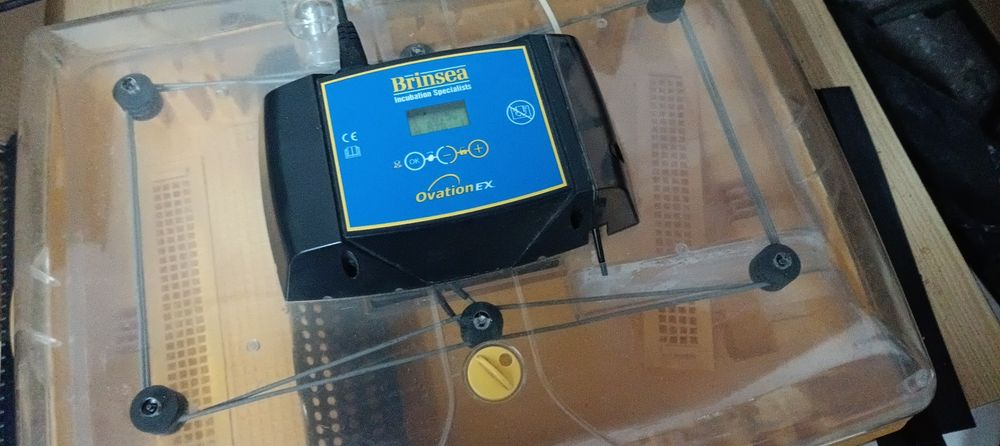 Chocadeira ovation 56 EX Brinsea