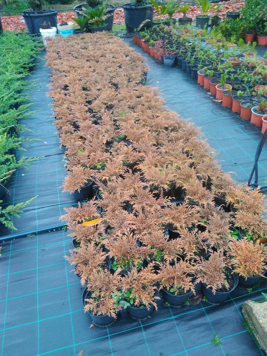 Plantas ornamentais a preços de revenda