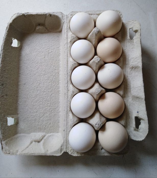 Wiejskie Jajka z własnego gospodarstwa