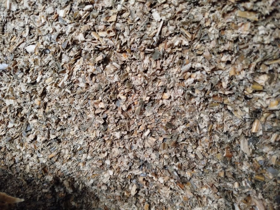 Kiszonka z kukurydzy pryzma silos