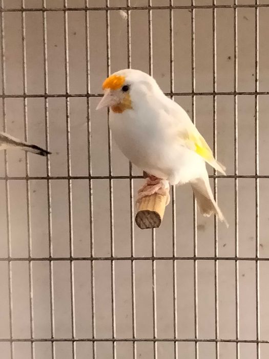 Pintassilgos Major para cedência.Criador registado no ICNF. 15PT0027/B