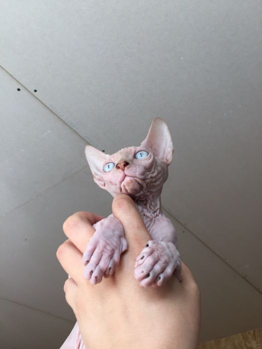 Королевские котята