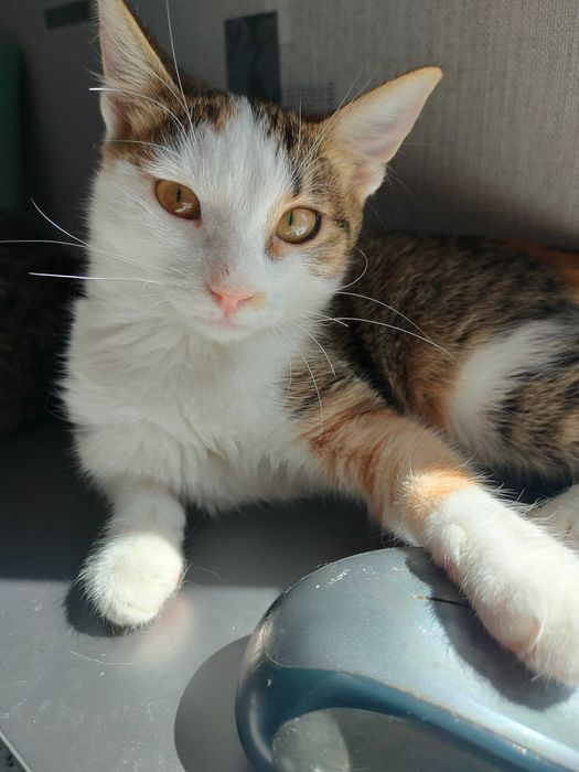 Ищет дом котенок-девочка Сима (Симона), возраст около 4,5 месяцев.