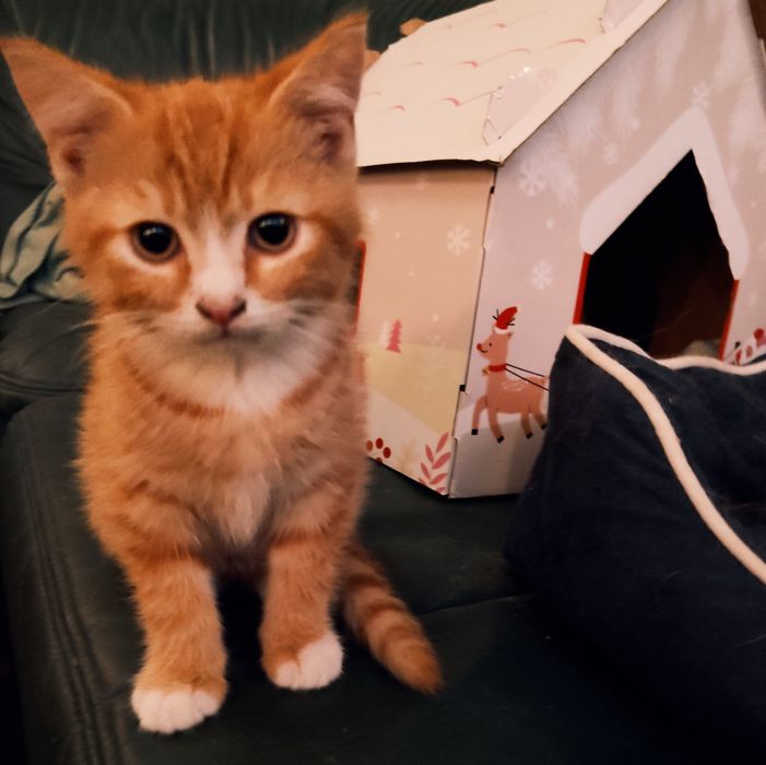 Oddam za darmo do adopcji