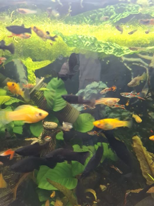 Molinezje czarne 10.szt