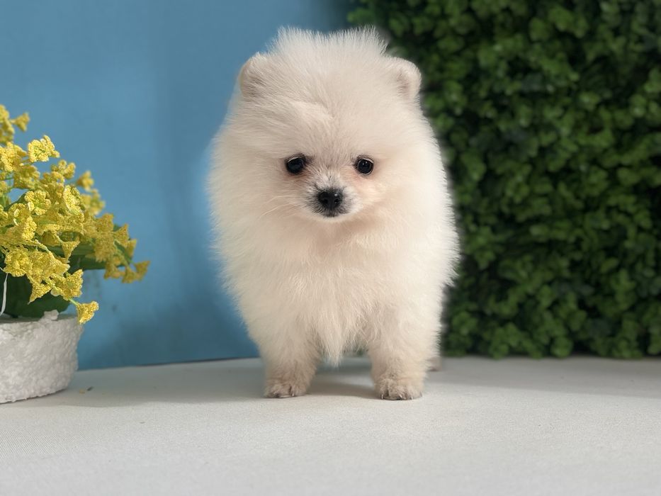 шикарний хлопчик шоу класу