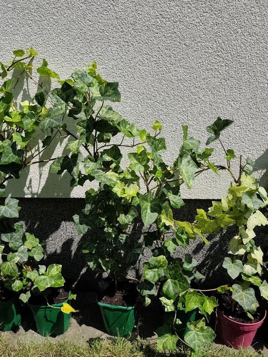 Bluszcz Hedera Felix  sadzonki 70-80 cm
