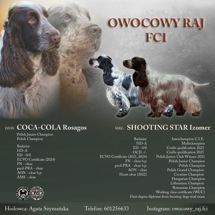 Cocker spaniel angielski ZKwP/ FCI