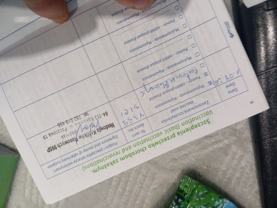 Królik miniaturki/karlowate