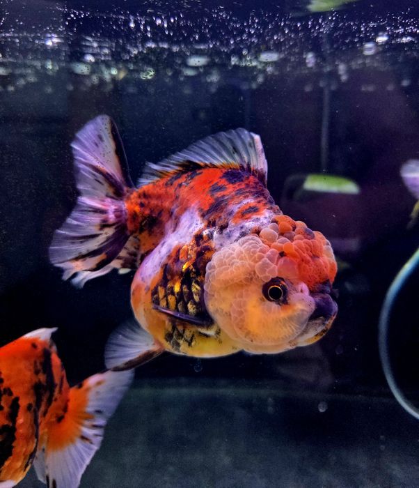 Welonka oranda short tail (złote rybki)