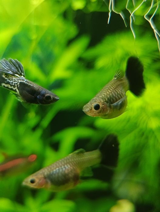 Gupiki steel black