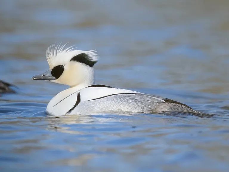Mergellus albellus ou merganso branco