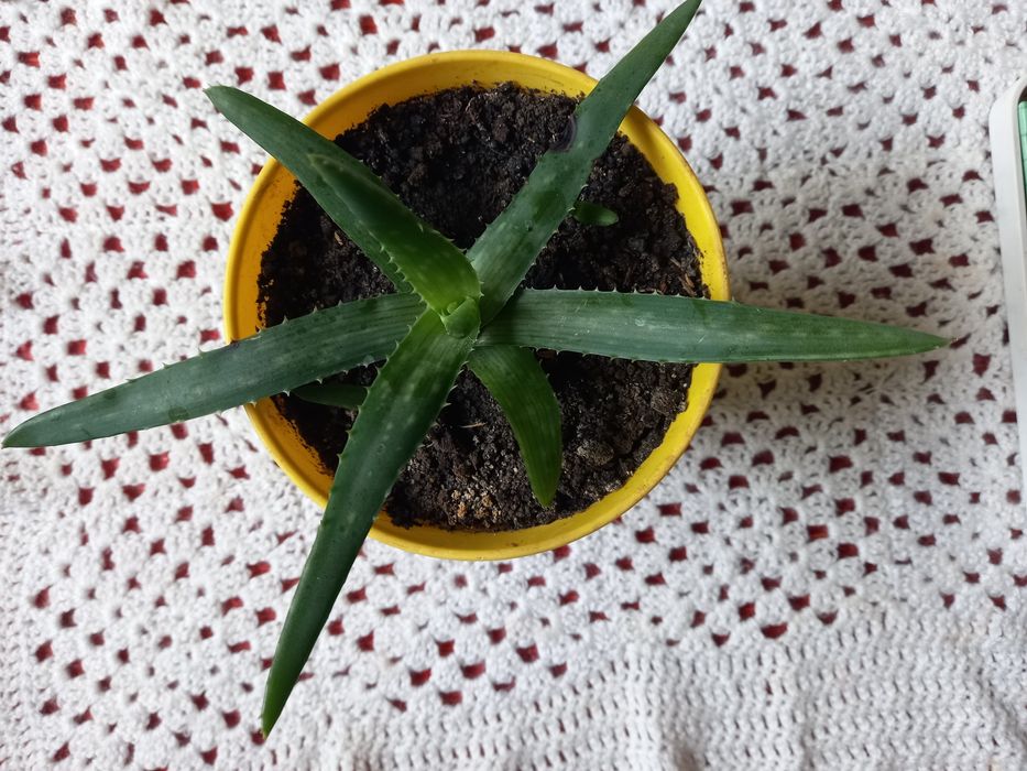 Алоє Фікус Бенджаміна  Толстянка Обмін