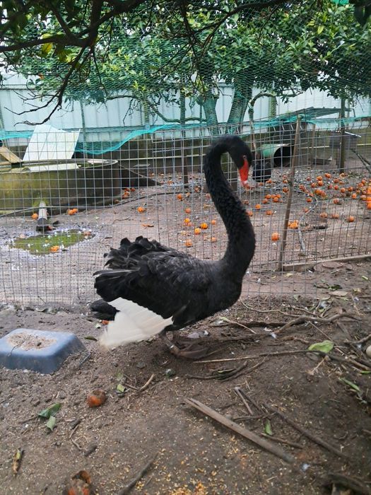 Cisnes pretos bebés