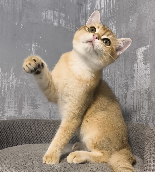 Золота шиншила кошенята котята котики котик