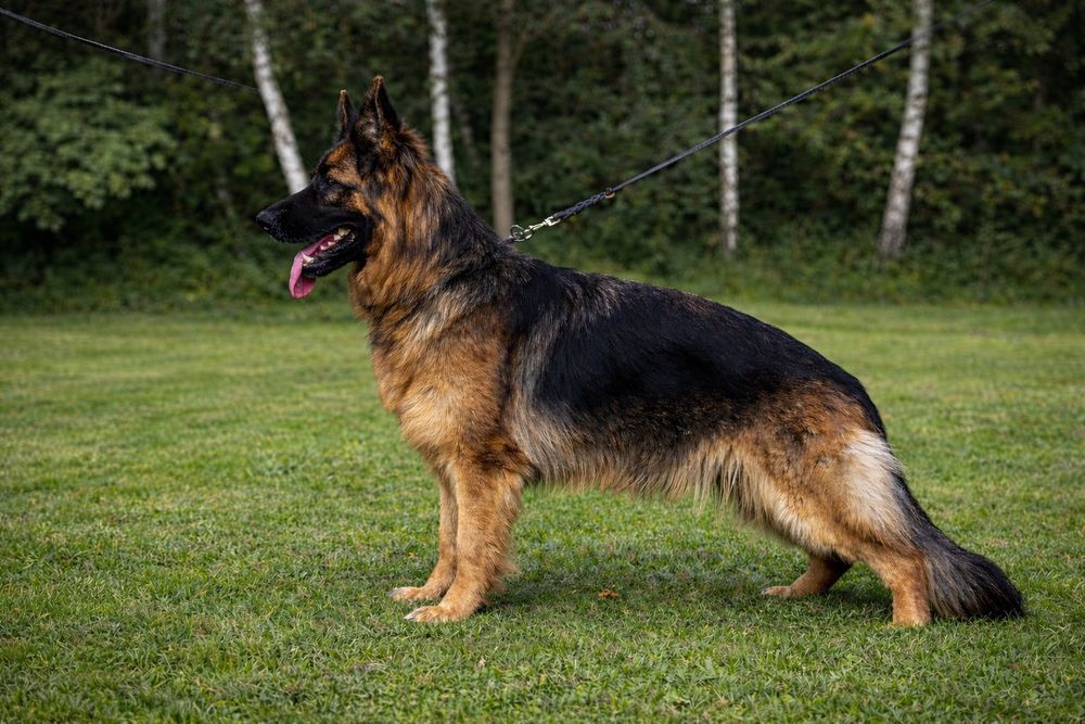 owczarek niemiecki długowłosy fci