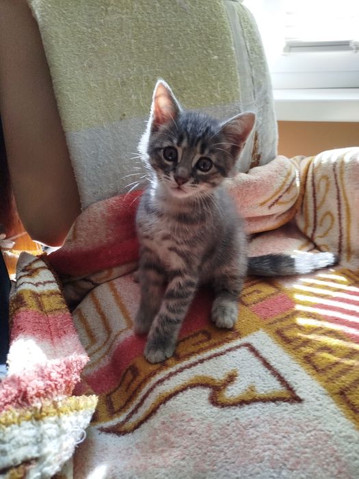 Віддам котика в добрі руки..