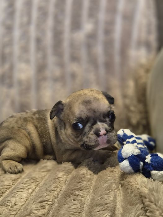 Buldog francuski chłopak