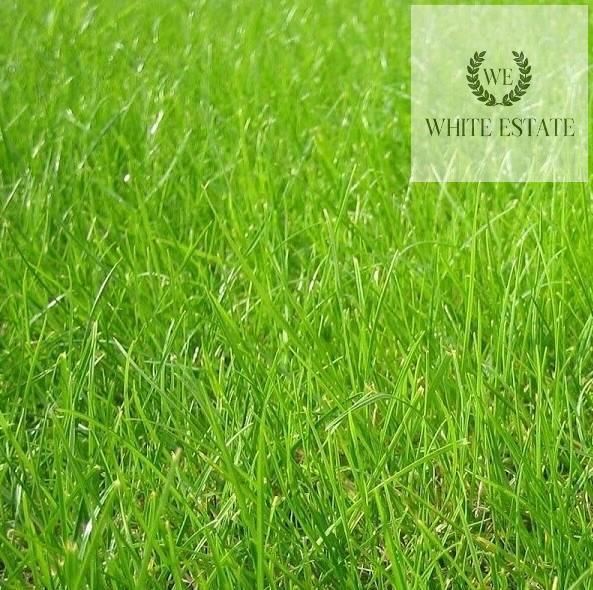 Продаж земельної ділянки с. Біла по вул. Лісова