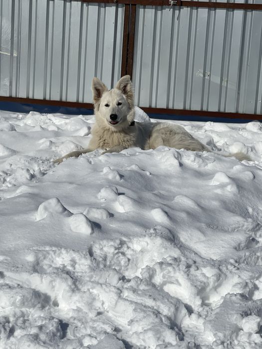 Віддам БШО в добрі руки