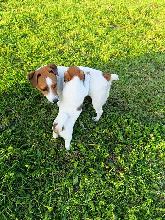 Jack Russell Terrier