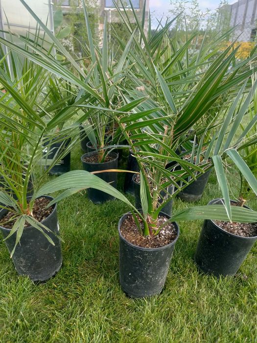 Daktylowiec kanaryjski Phoenix canariensis