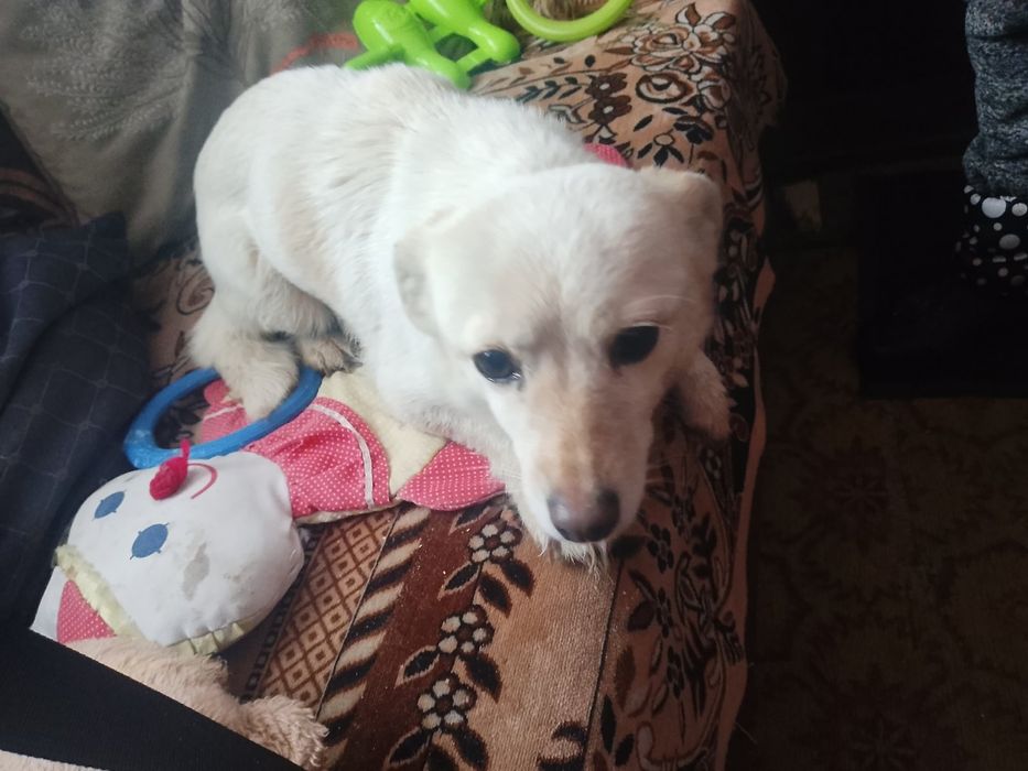 Взрослая собачка 5 кг стерилизованная