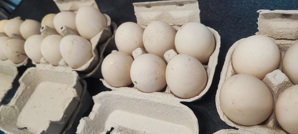 Ovos de pata caseiros