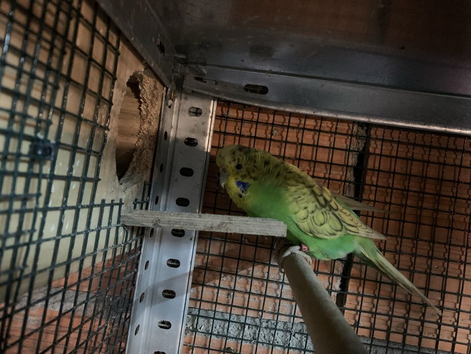 Casais de periquitos ingleses adultos prontos a reproduzir