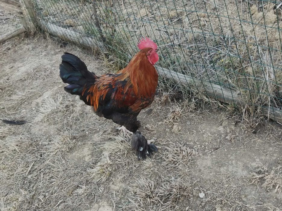 Galos Marrans de diversas idades