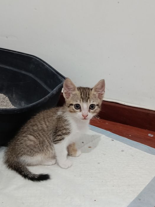Doação de gatinhas