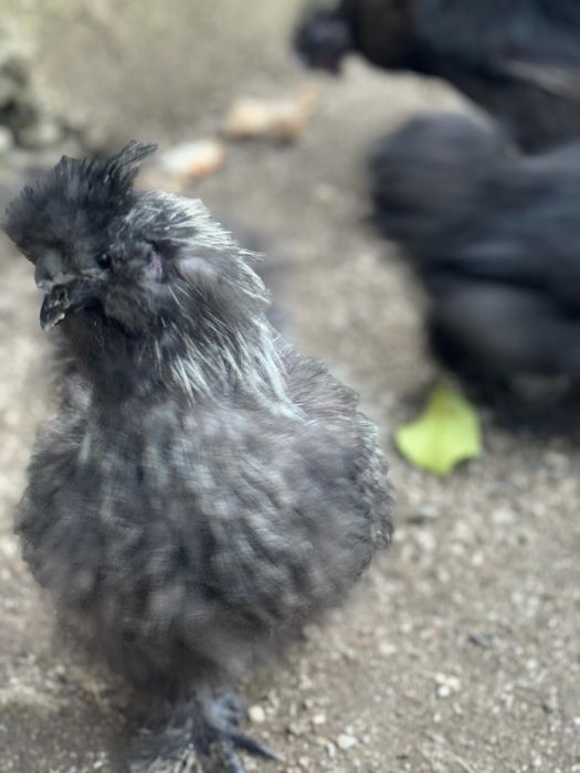 Vendo sedosas do japão