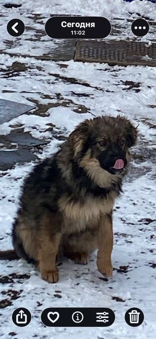 Собачки ищут дом! Харьков