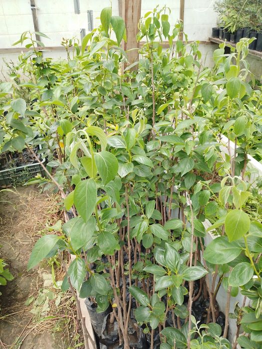 Продам саженцы хурмы а также есть плодовые деревья