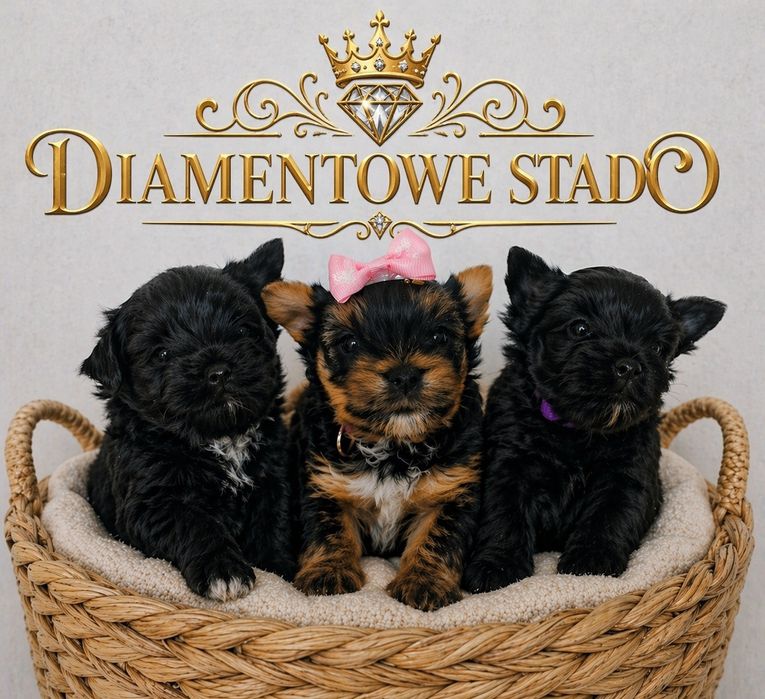 Yorshire terrier piesek