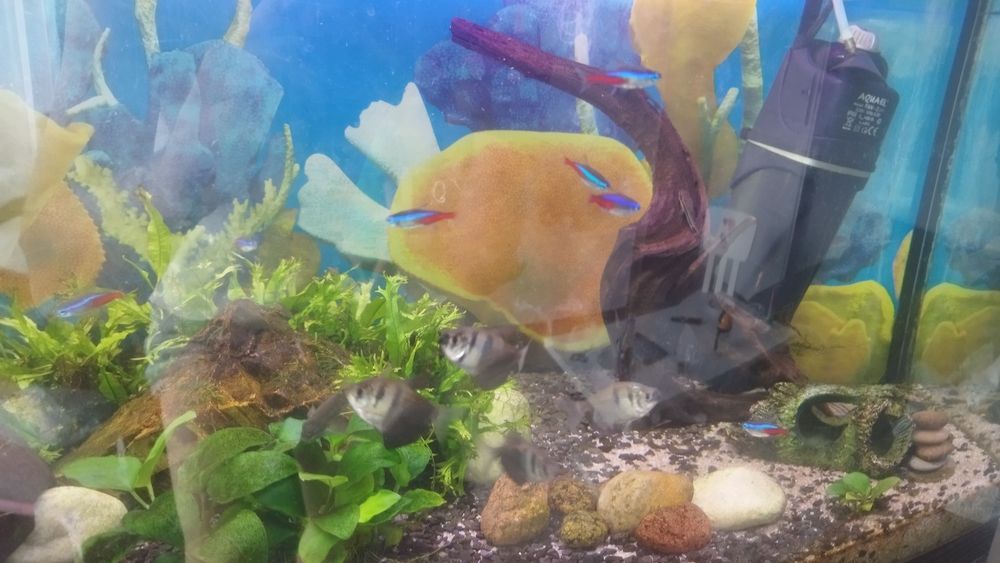 Oddam załobniczki dorosłe szt 4