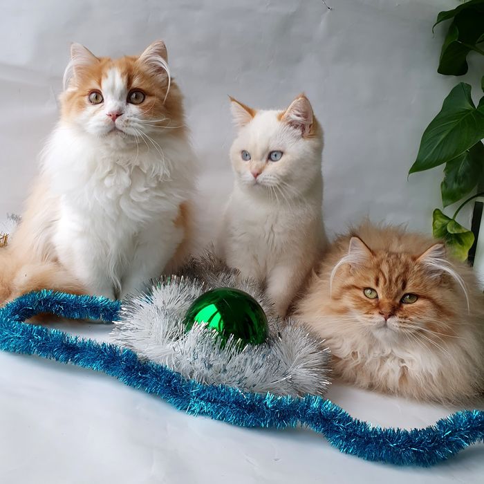 Киев породистые котики, кошечки, котята, кошенята, клубные вакцинирова