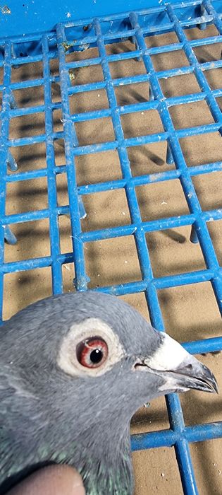 Gołąbek Lotowy Samiczka Syn Olimpijki x Vanvinkel