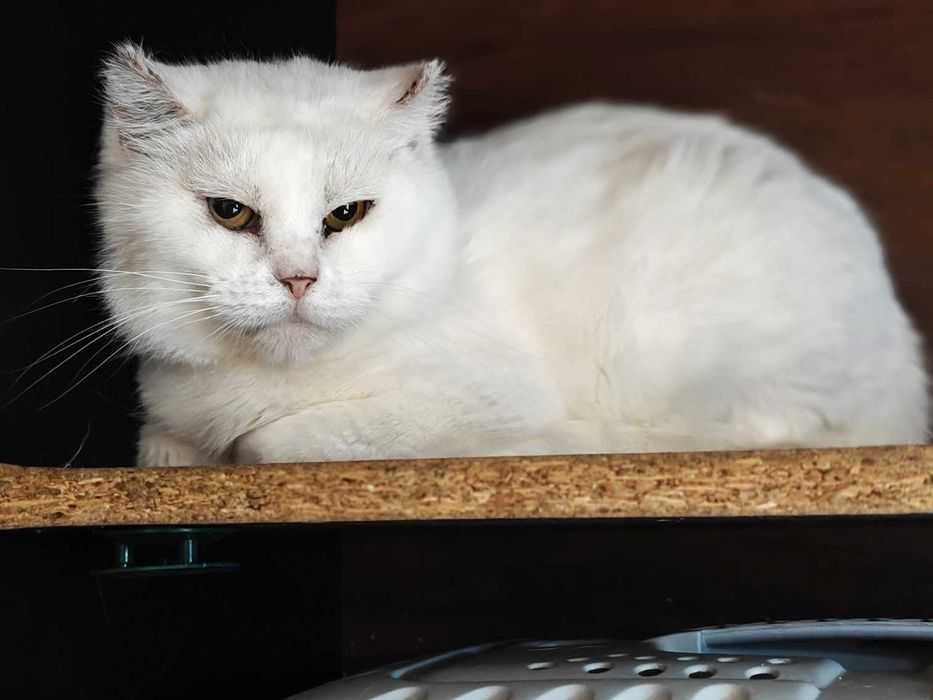 Біла киця шиншила Сніжинка чекає на свою людину! кішка кіт кошеня