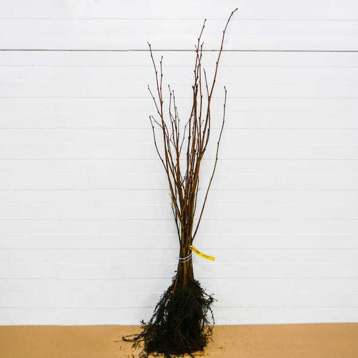 Wiąz pospolity sadzonki kopane z gruntu