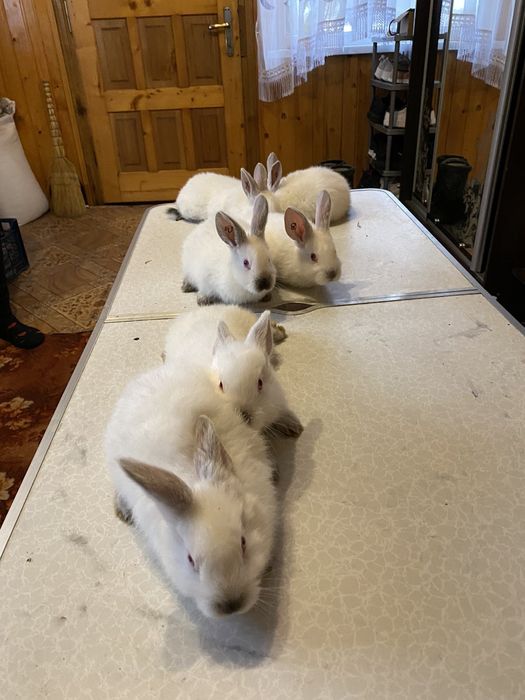 Кролики Каліфорнія