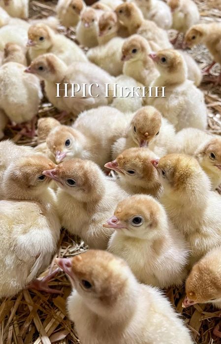 Добові циплята Геркулес, Домінант, Кобб Росс, Мастер, Редбро ОПТ