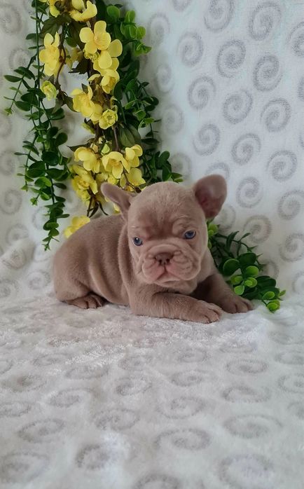 Excelente Isabella Bulldog/Bouledogue Frances de Qualidade