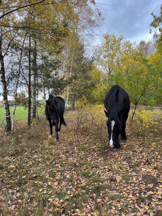 Wałach pół SHIRE 5 lat