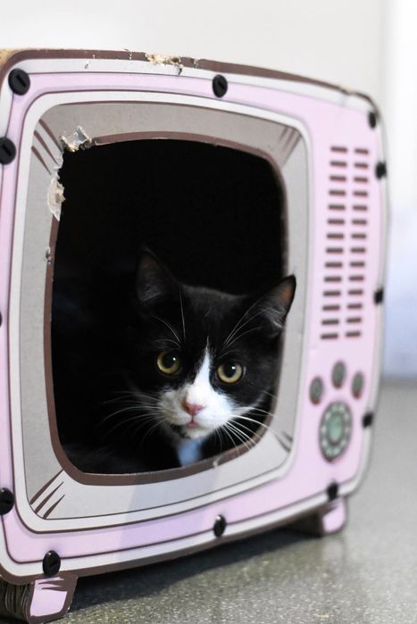 Uroczy Leoś szuka domu!